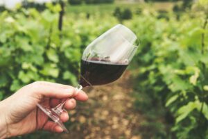 Wine yard